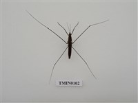 藏品(大黽椿象)的圖片